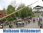 Maibaum 2010 in Wildenwart (©Foto: Anton Hötzelsperger)